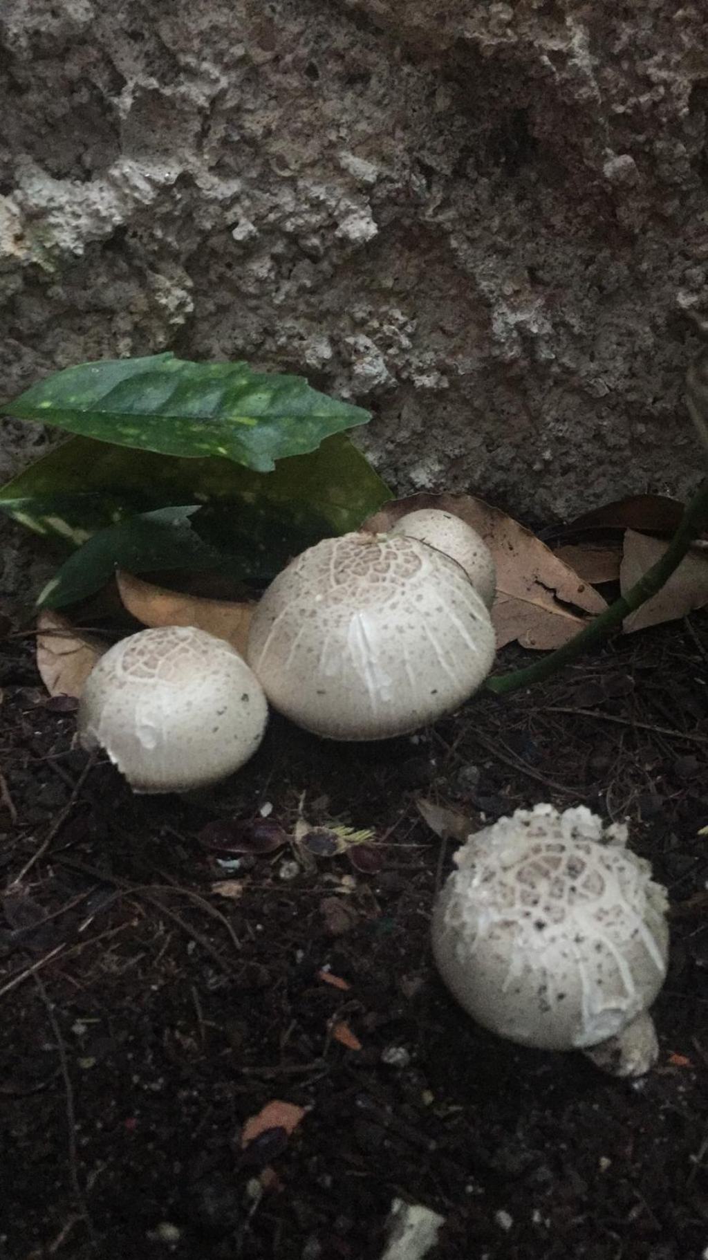 funghi sul lago di Garda